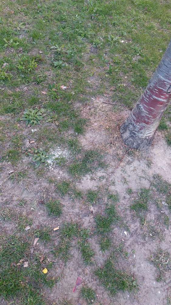 Giftköder-Weißes Pulver-Profilbild