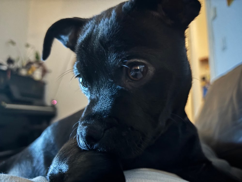 Hundetreffen-Spielkameraden gesucht-Profilbild