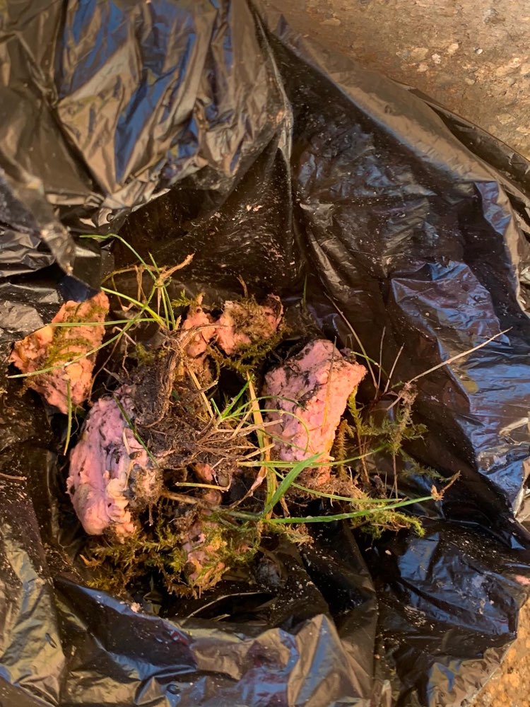 Giftköder-Giftköder-Profilbild