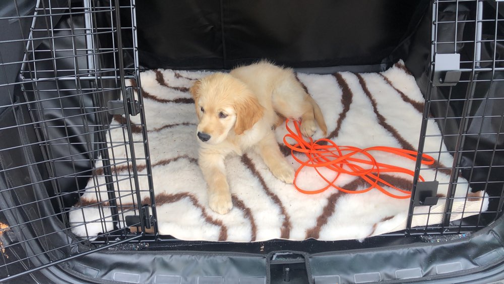 Hundetreffen-Welpen Treffen ~12 Wochen-Profilbild