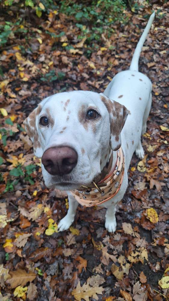 Hundetreffen-Treffen und Training-Profilbild