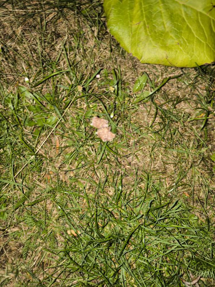 Giftköder-Eventueller Giftköder-Profilbild