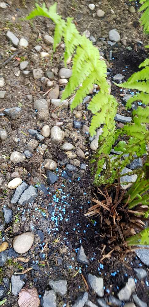 Giftköder-Blaukorn-Profilbild