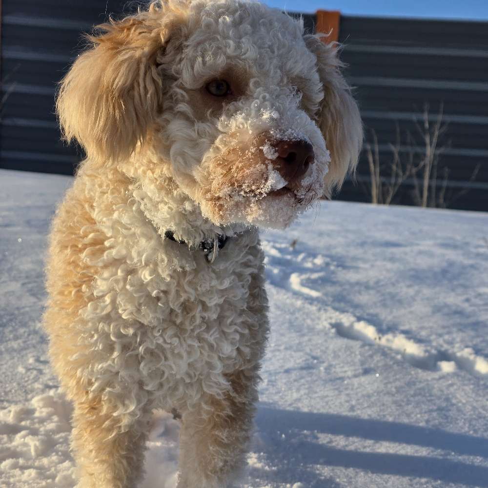 Hundetreffen-Sisi möchte freunde Finden-Profilbild