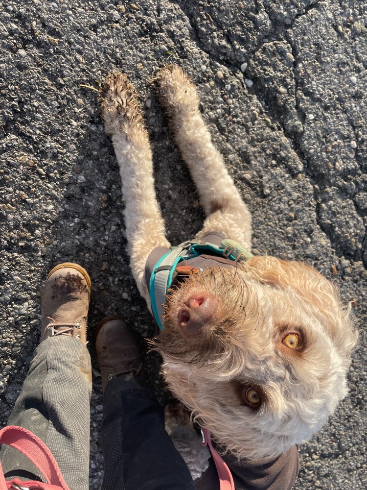 Hundetreffen-Leinenspaziergänge-Profilbild