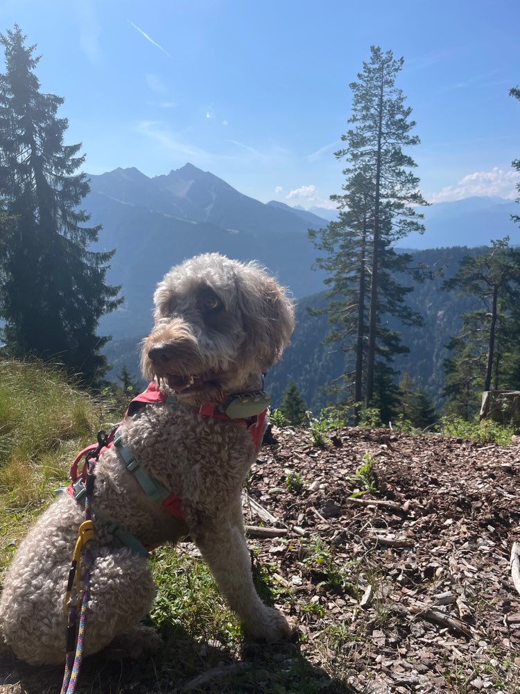 Hundetreffen-Training/ Sozializierung-Profilbild