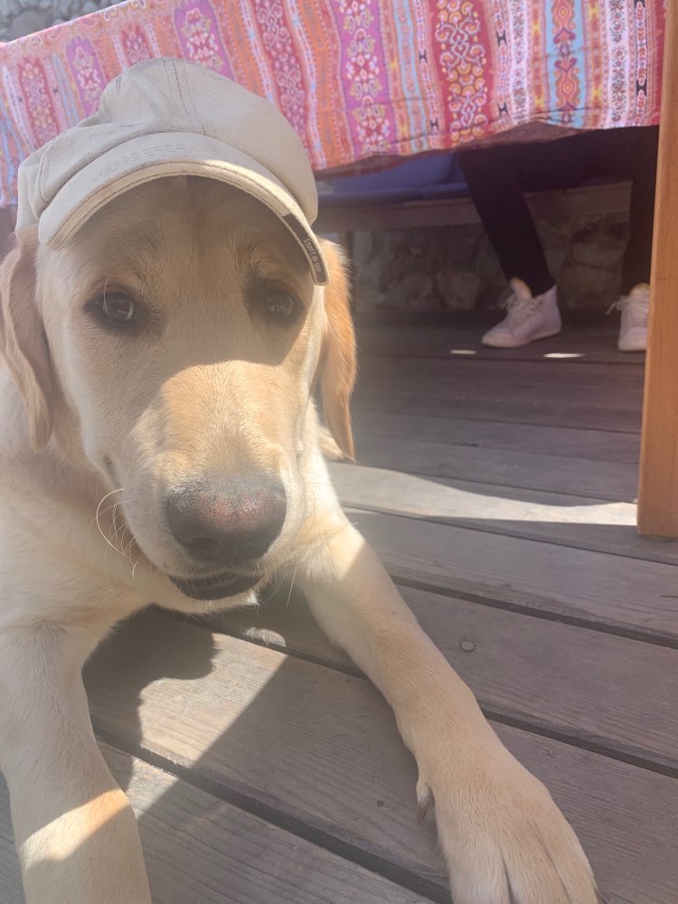 Hundetreffen-Spielstunde Junghund-Profilbild