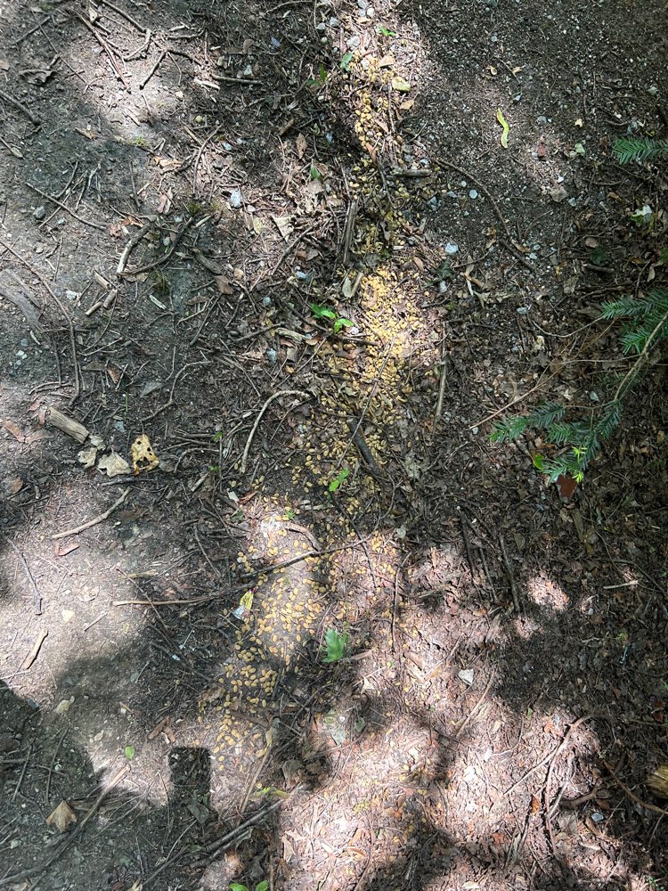 Giftköder-Verteiltes Futter im Bunten Garten-Profilbild