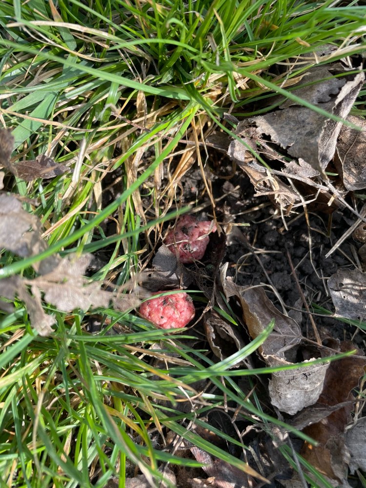 Giftköder-Giftköder - Fleischbällchen-Profilbild