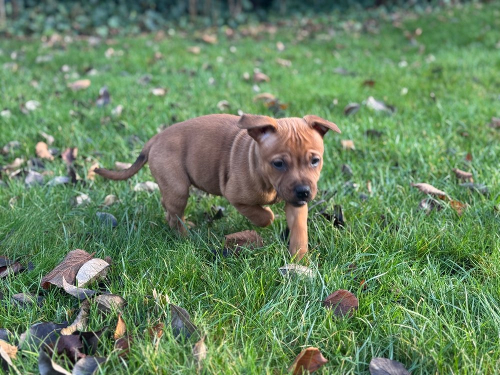Hundetreffen-Welpentreffen-Profilbild