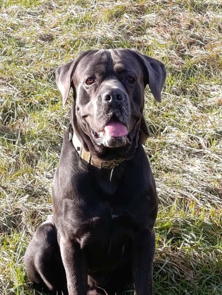 Hundetreffen-Spielkameradin gesucht 🐾-Profilbild