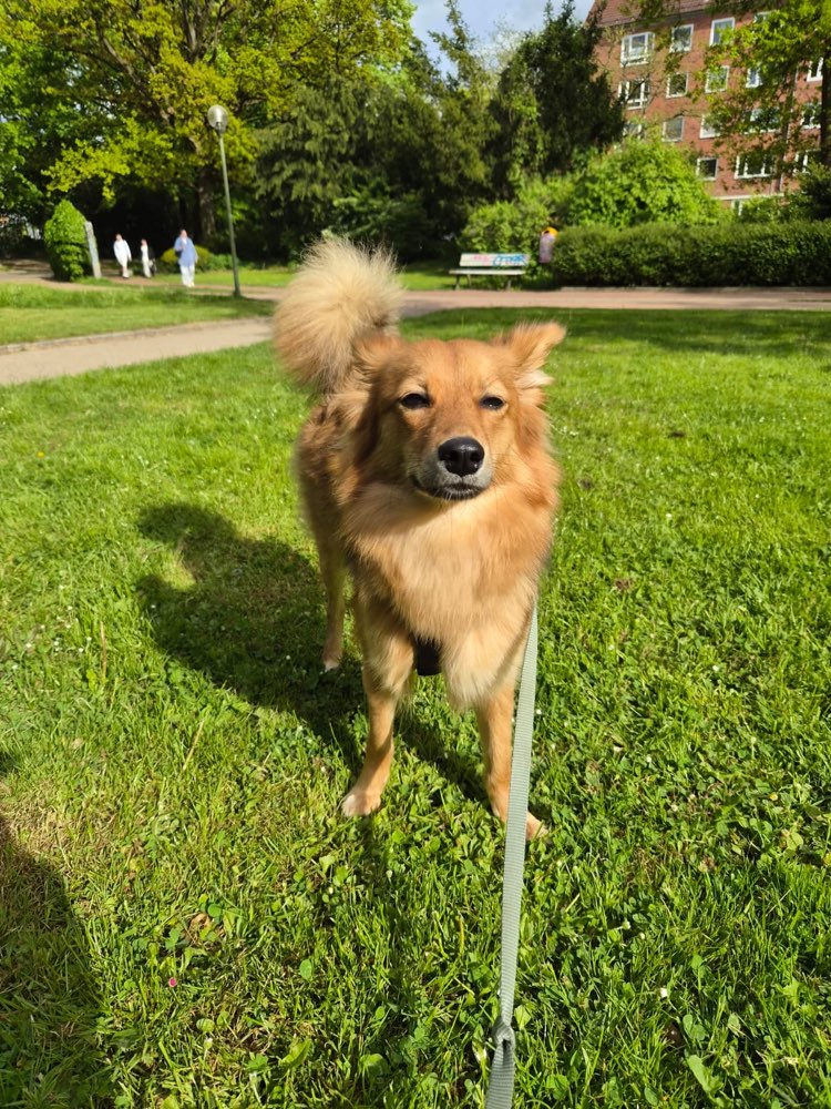 Hundetreffen-Training Dreiecksplatz-Profilbild
