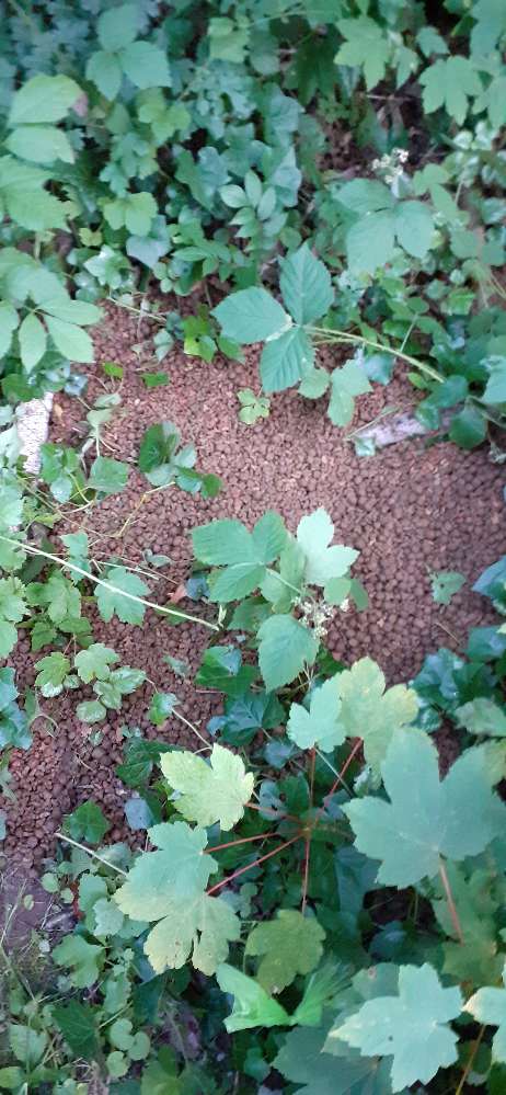 Giftköder-Hundefutter-Profilbild