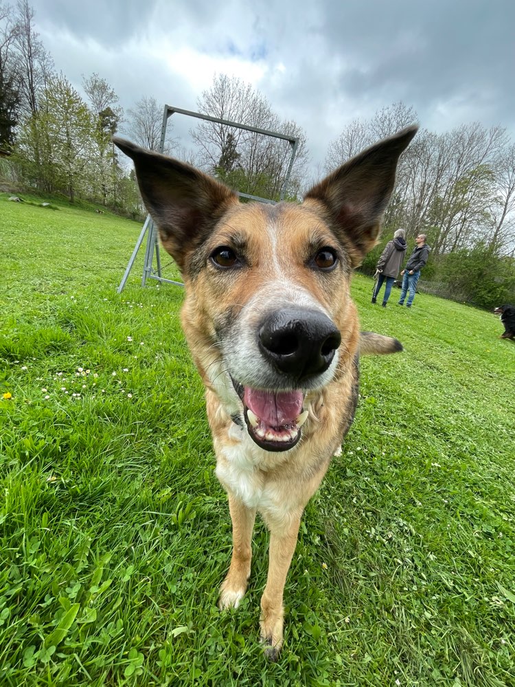 Hundetreffen-Social walk an der Leine-Profilbild