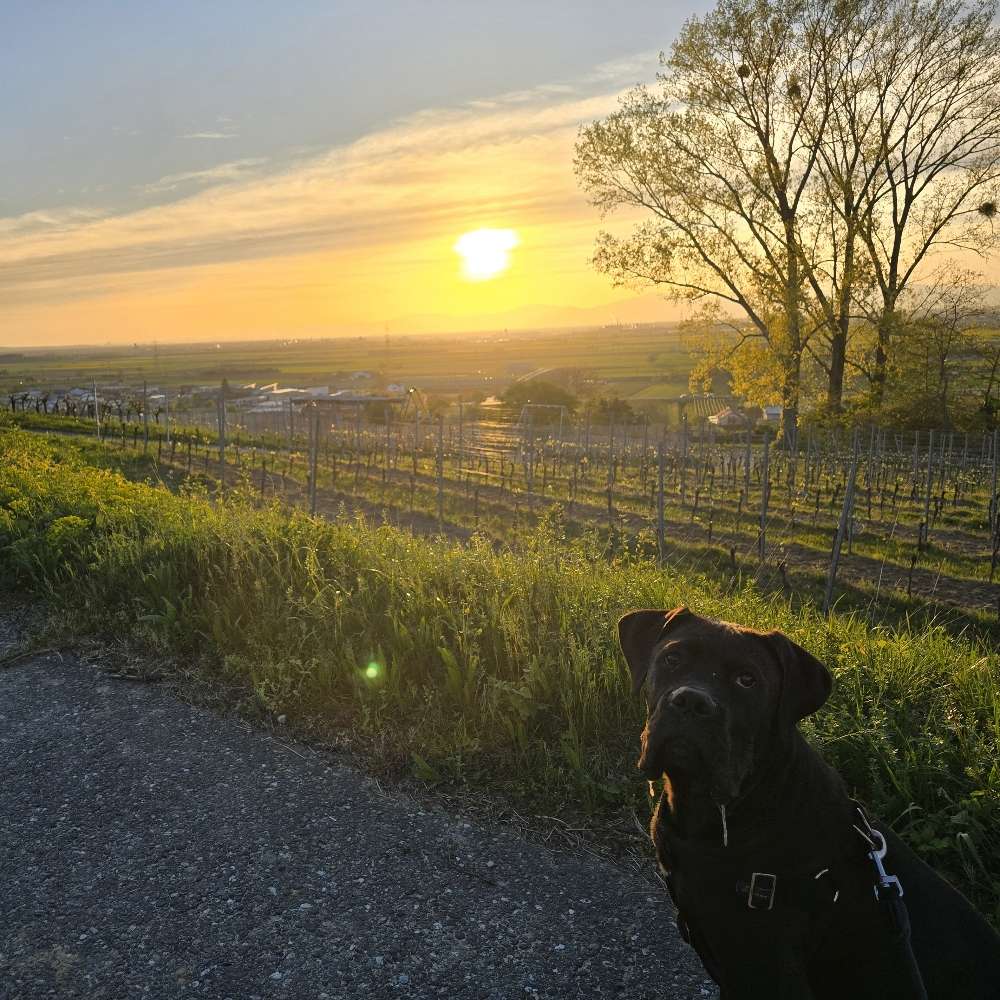 Hundetreffen-Gemeinsames Spielen, Spazieren usw.-Profilbild