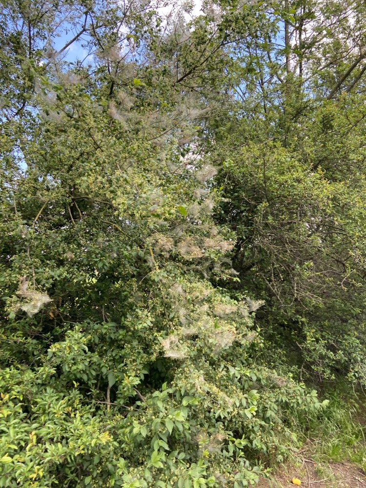 Giftköder-Eichen-Prozessionsspinner-Profilbild