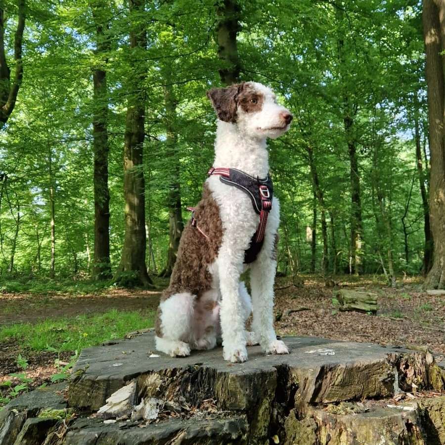 Hundetreffen-Hundekumpel für Fiete-Profilbild