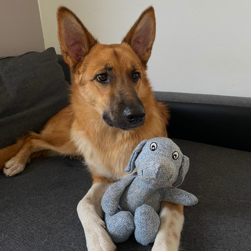 Hundetreffen-Spiel / Gassi Runde 🐾-Profilbild