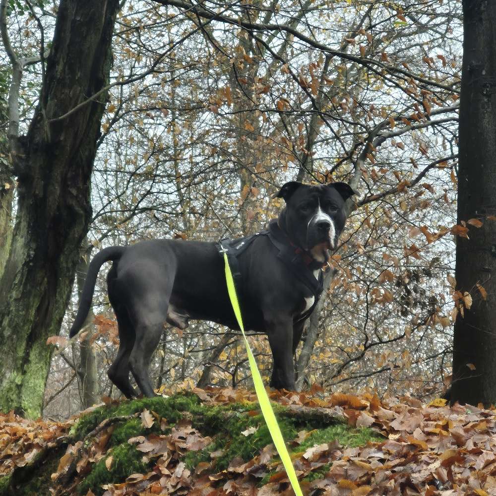 Hundetreffen-Treffen zum gassi gehen und kennenlernen-Profilbild