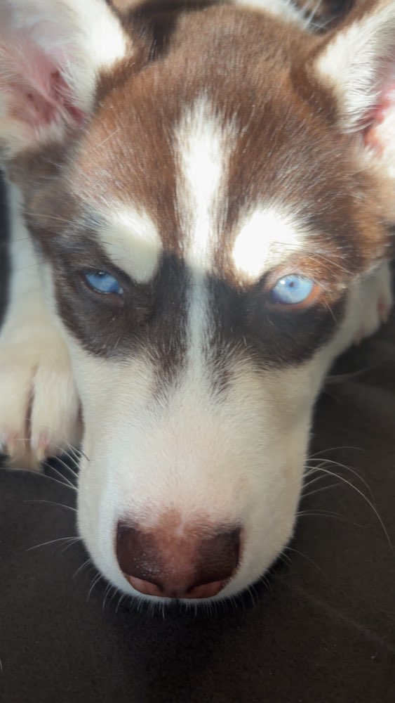 Hundetreffen-Gassi-Runden für junge Hunde 🐾-Profilbild