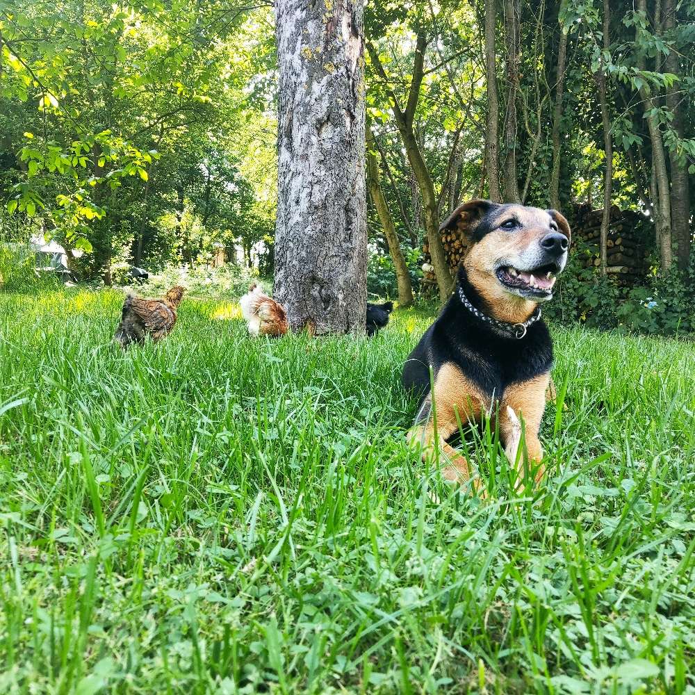 Hundetreffen-Gassi-, Spielrunde-Profilbild