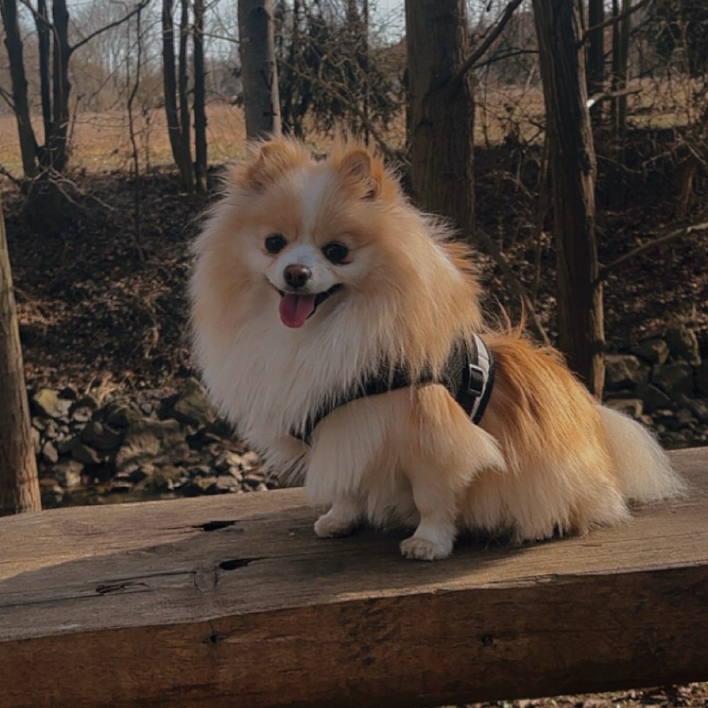 Hundetreffen-Gassitreffen-Profilbild