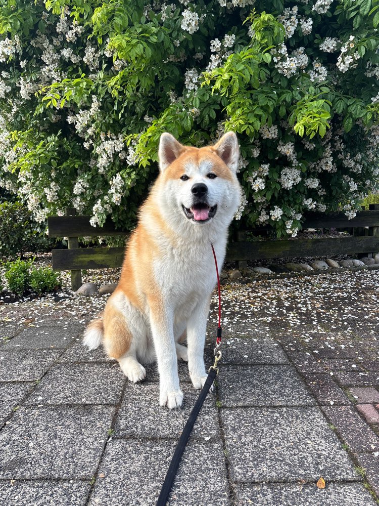 Hundetreffen-Freunde zum spielen gesucht-Profilbild