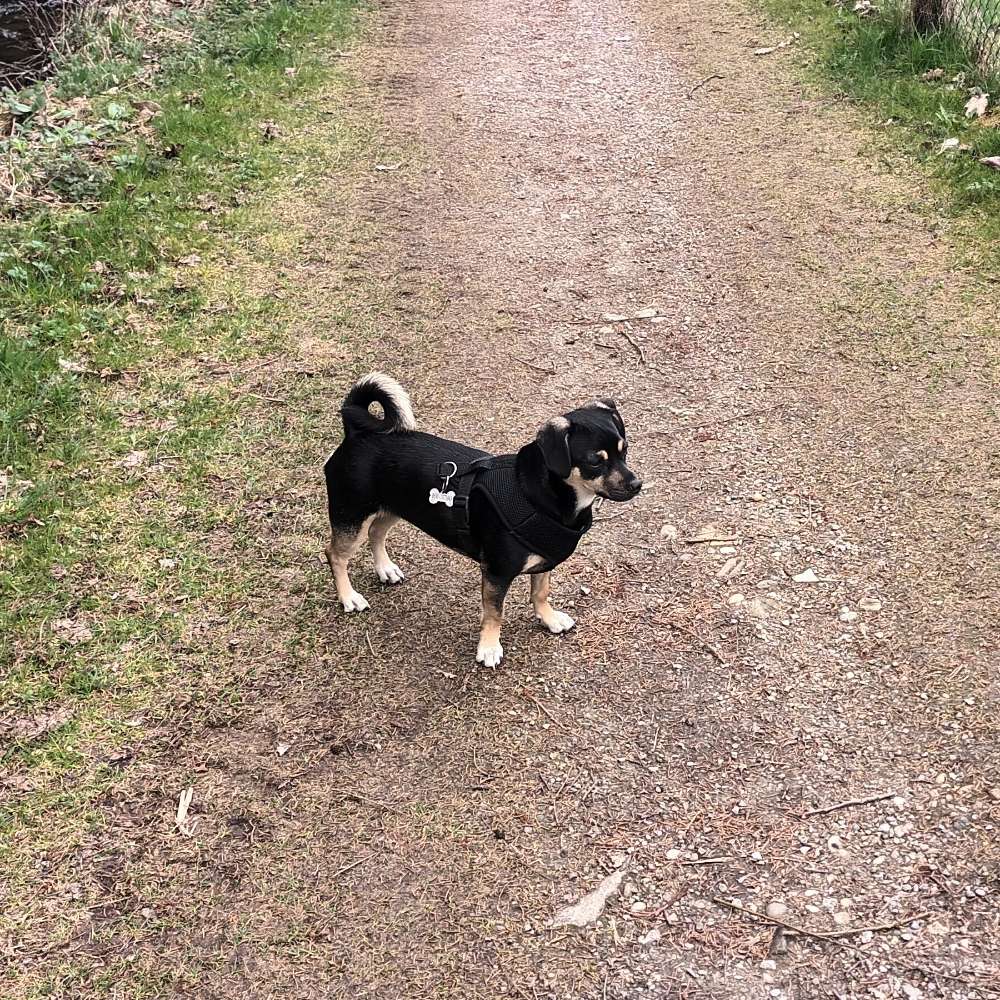 Hundetreffen-Hundetraining-Profilbild