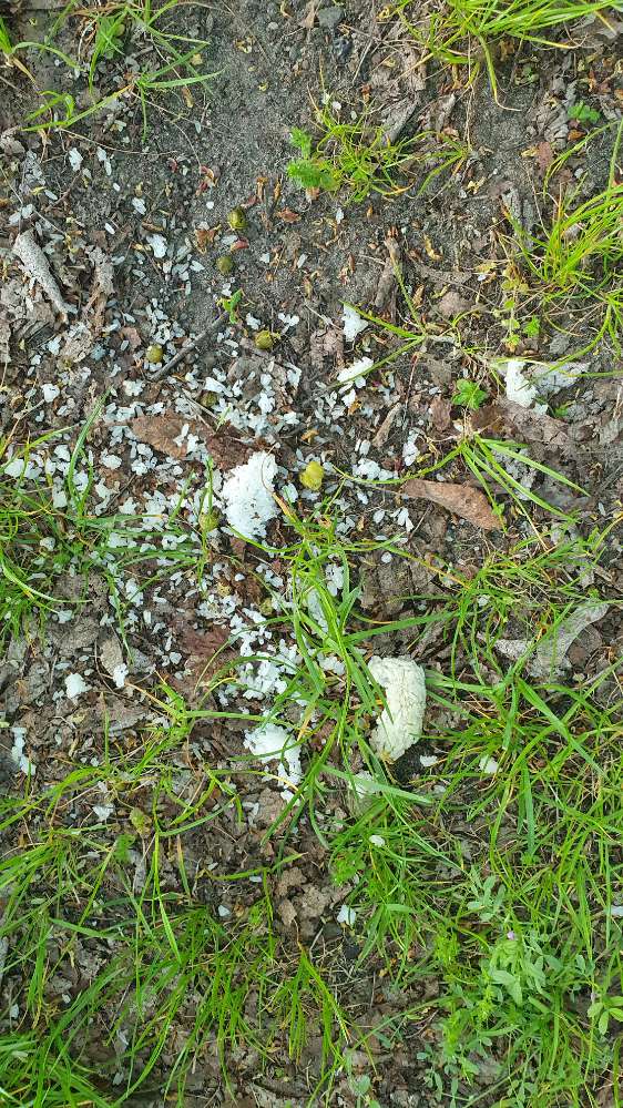 Giftköder-Bewusst verstreuter Reis-Profilbild