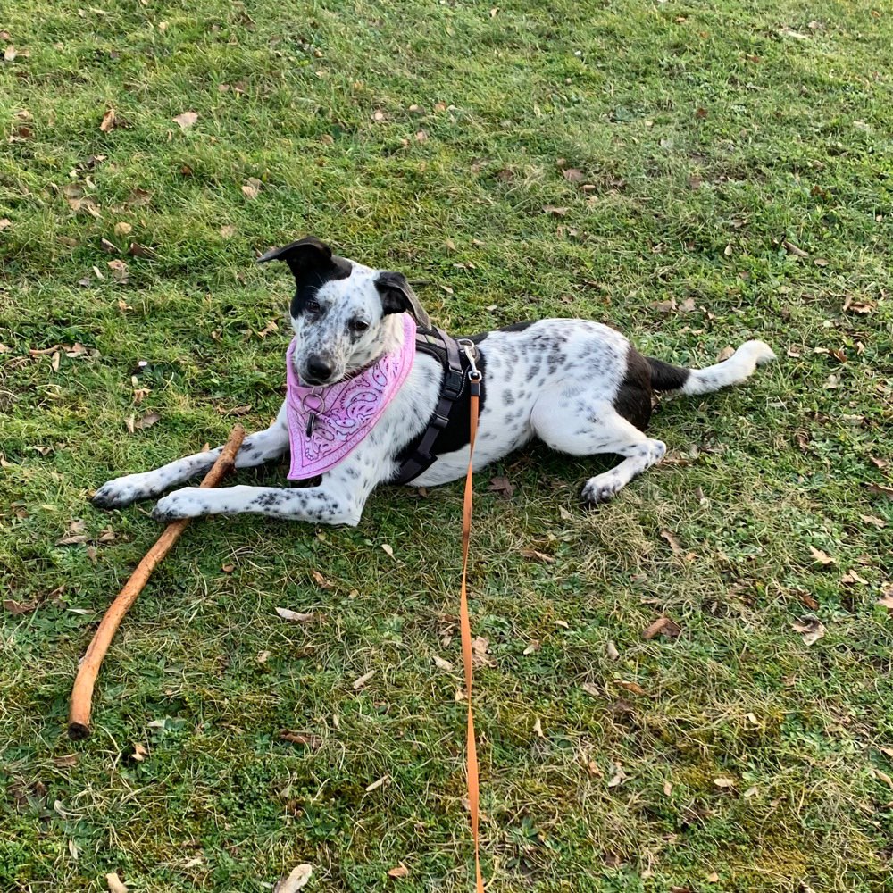 Hundetreffen-Spazieren, Spiel und Spaß-Profilbild