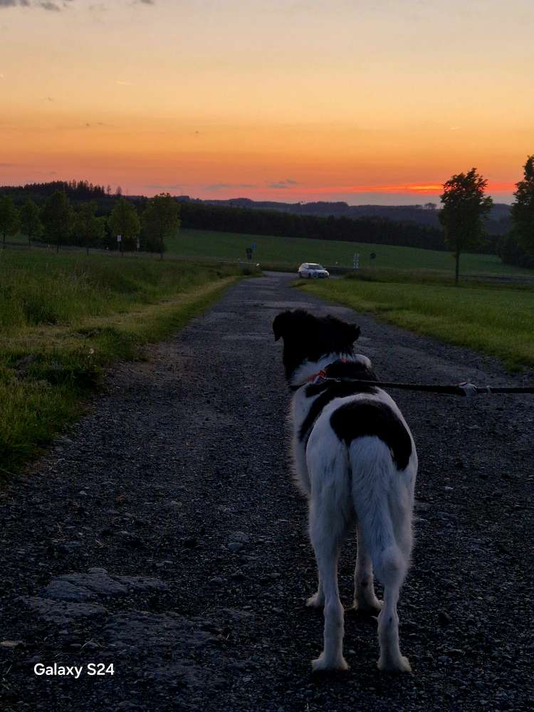 Hundetreffen-Gassirunde um Thalheim und Umgebung-Profilbild