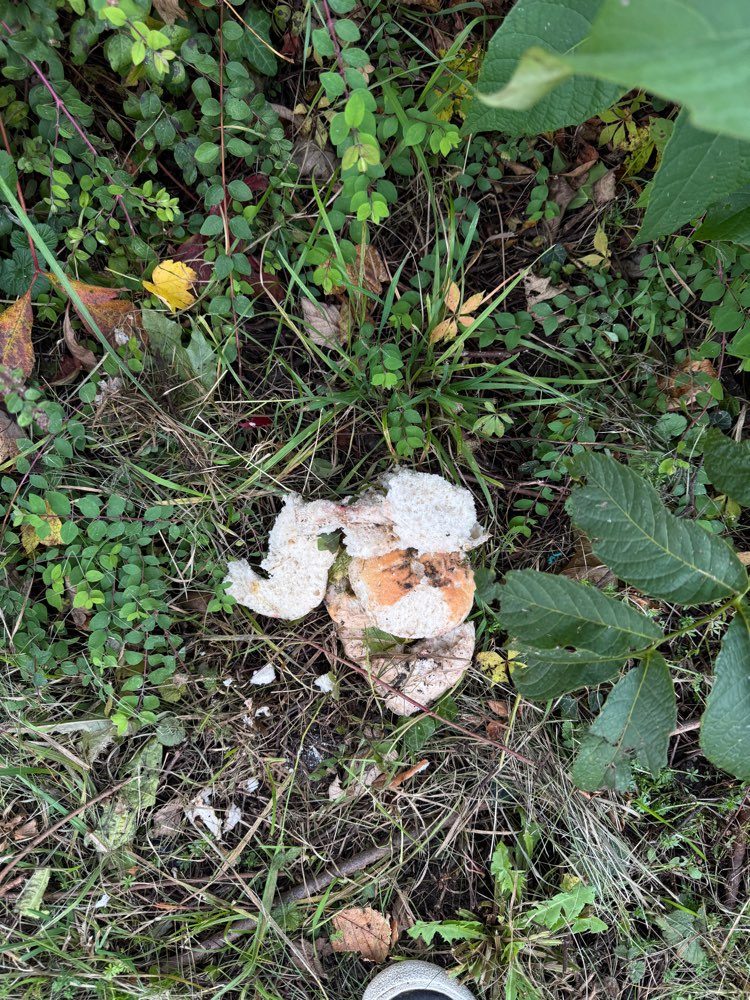 Giftköder-Giftköder - verschiedene Arten Brot-Profilbild