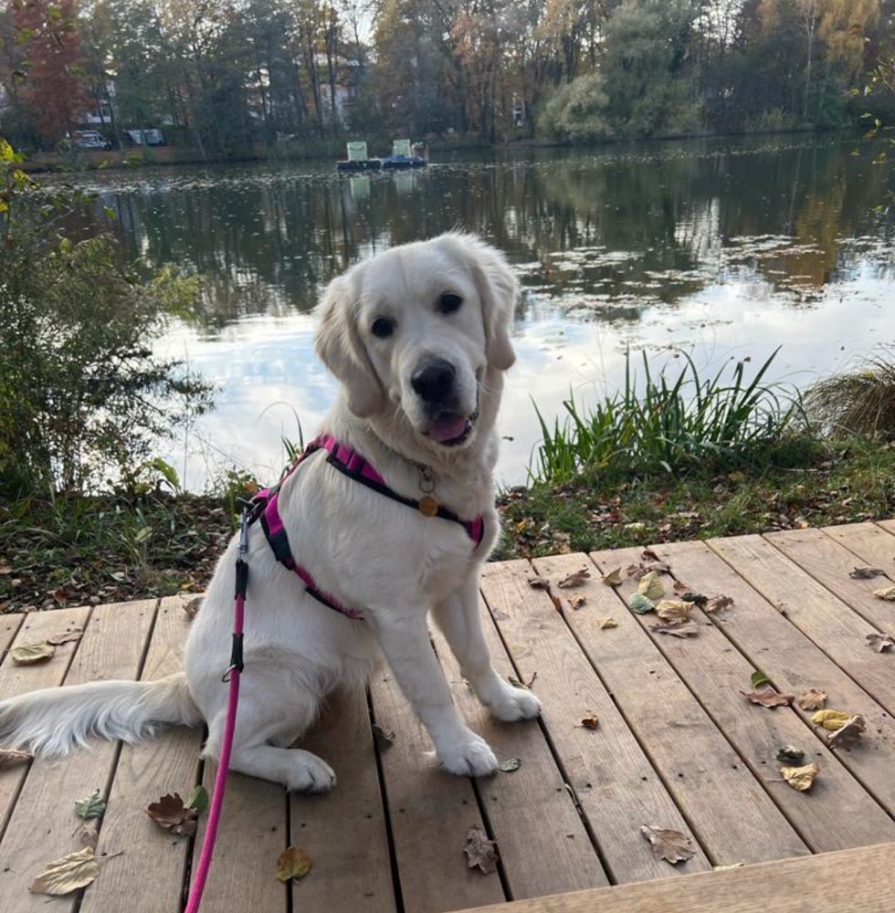 Hundetreffen-Freunde für Gassi und Spiel-Profilbild