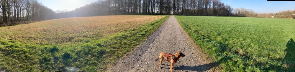 Hundetreffen-Gassirunde & Kennenlernen-Profilbild