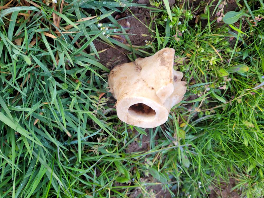 Giftköder-Knochenteile in Eichenzell/Rothemann-Profilbild