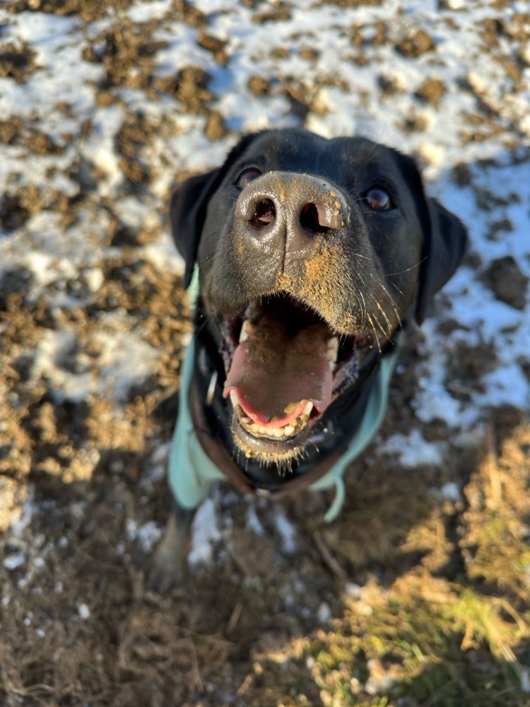Hundetreffen-Gassi-Runde im Norden von Leipzig :)-Profilbild