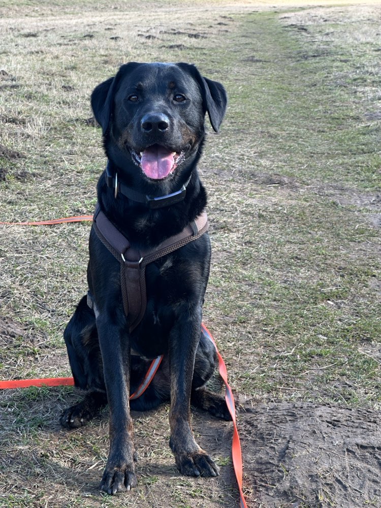 Hundetreffen-Gassi-Treffen in Neulindenau-Profilbild