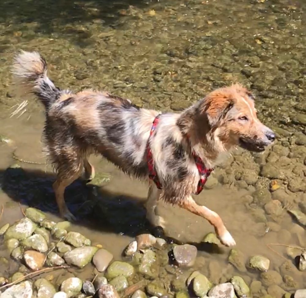 Hundetreffen-Spiel-u. Gassitreffen-Profilbild