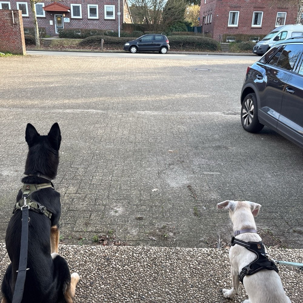 Hundetreffen-Ruhige Gassirunde-Profilbild