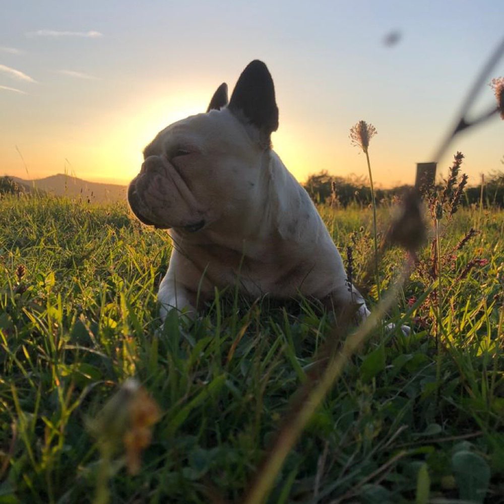 Hundetreffen-Gassi gehen-Profilbild