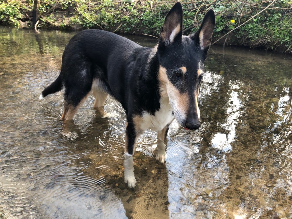 Hundetreffen-Seniorentreff Mettmann-Profilbild