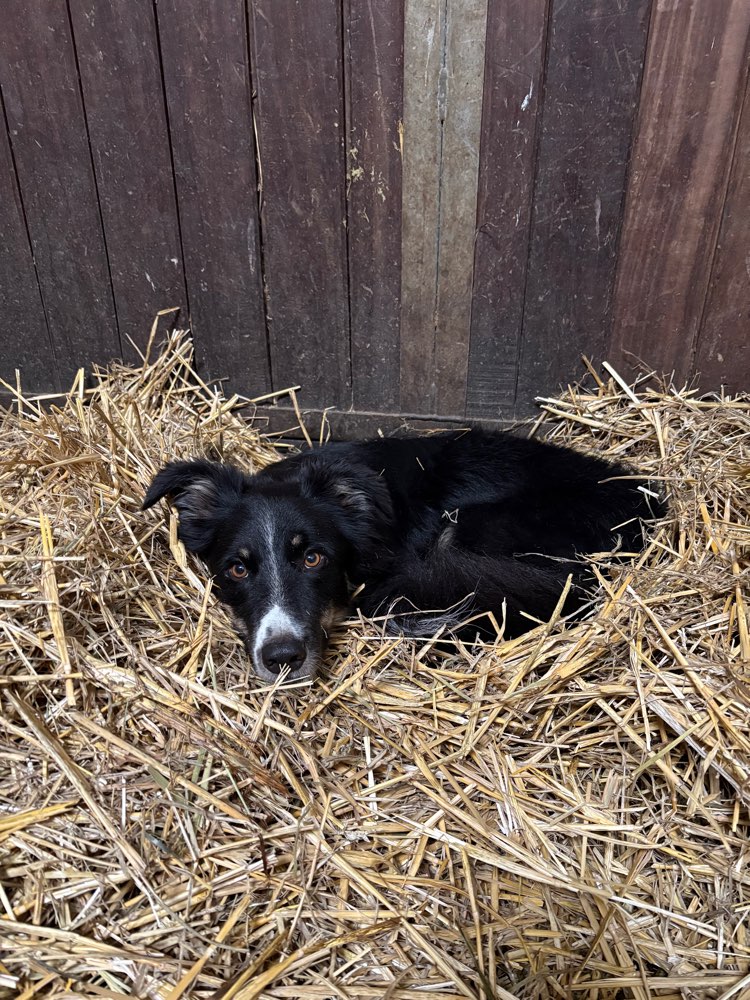 Hundetreffen-Gemeinsame Spaziergänge-Profilbild