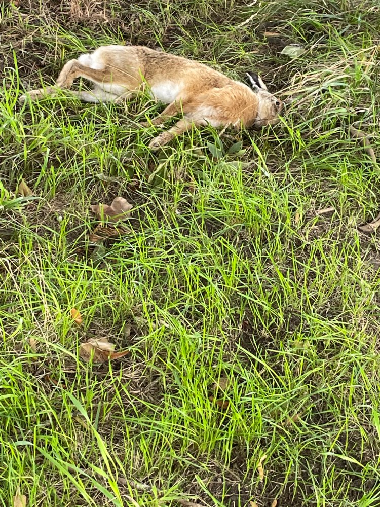 Giftköder-Totes Tier-Profilbild