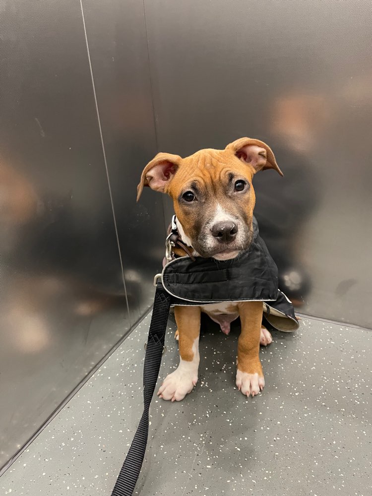 Hundetreffen-spiel partner in hausen/weilimdorf-Profilbild