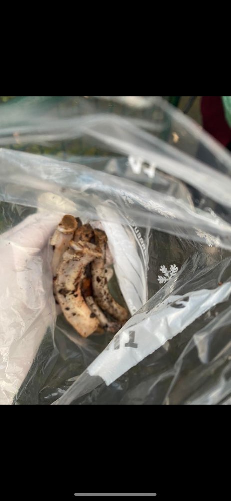 Giftköder-Knochen im Gebüsch-Profilbild