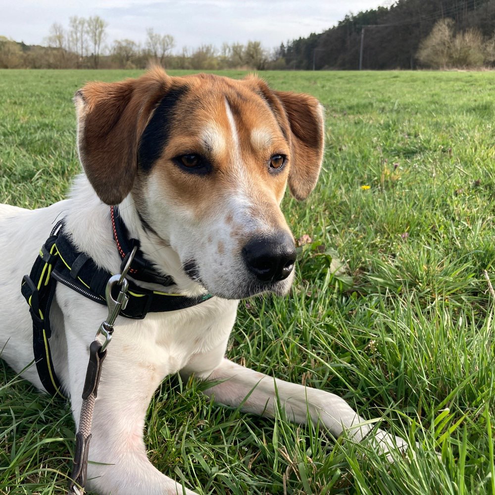 Hundetreffen-Spielfreunde gesucht-Profilbild