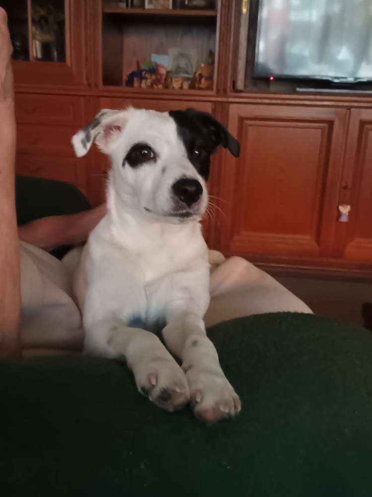 Hundetreffen-Wir suchen Fellnasen zum spielen-Profilbild