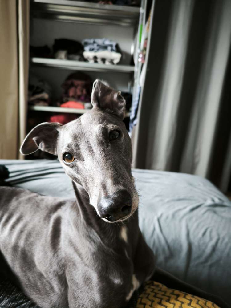 Hundetreffen-Whippet spieltreff-Profilbild