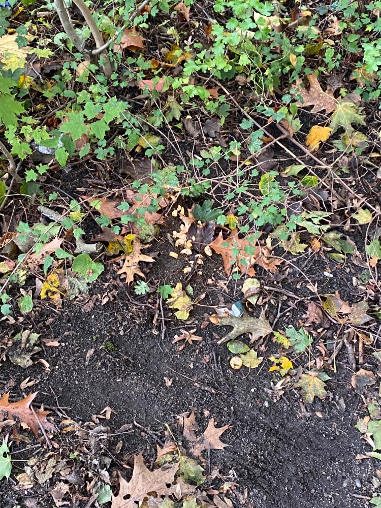 Giftköder-Aufgeschnittene Wiener Würstchen-Profilbild