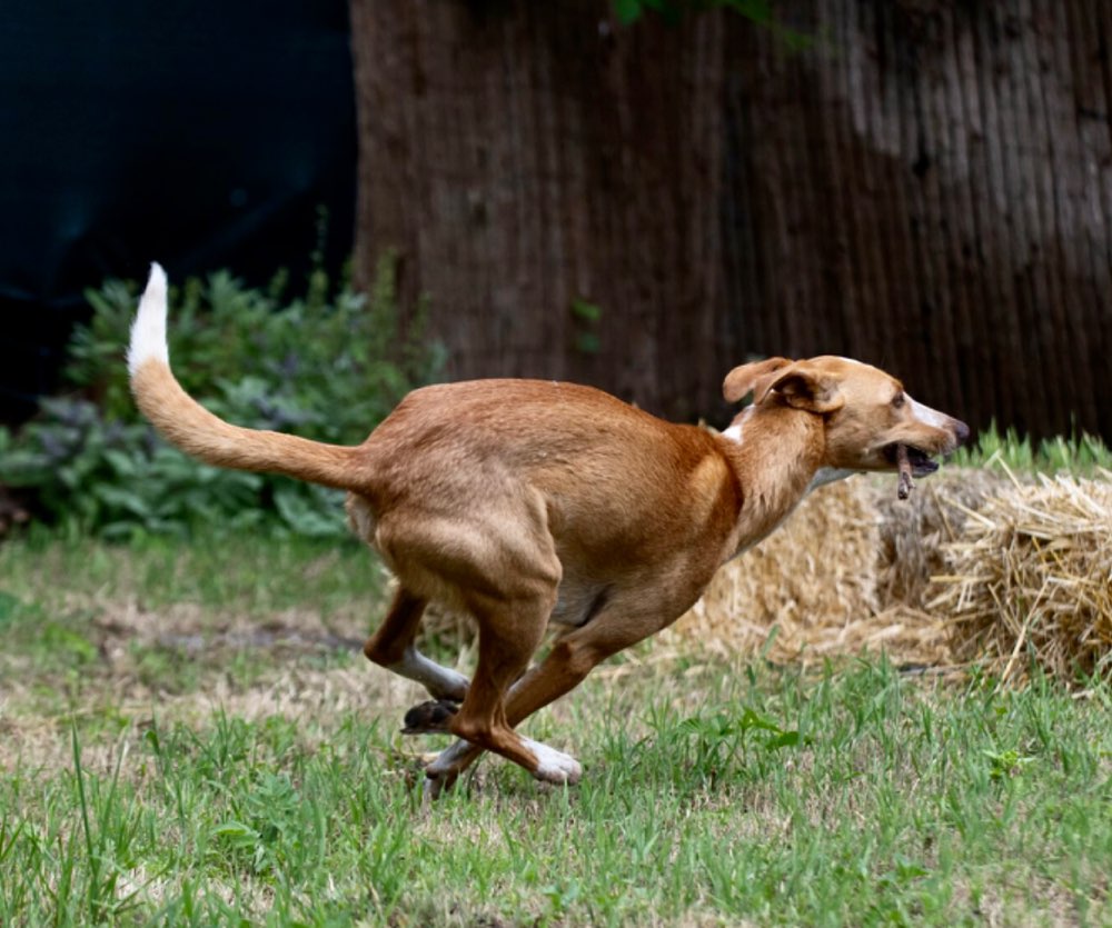 Hundetreffen-Windhund/Podenco- Treffen-Profilbild